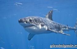 Любопытные факты о белых акулах