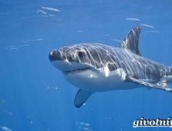 Любопытные факты о белых акулах